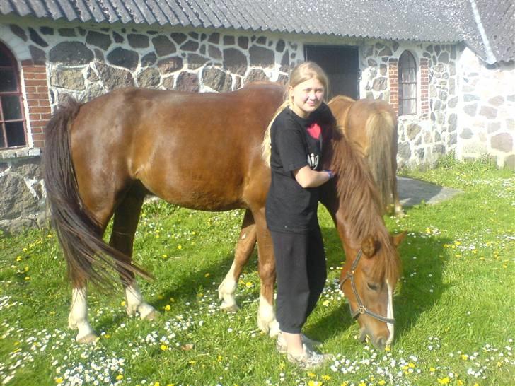 New Forest Sirocco *R.I.P* billede 10