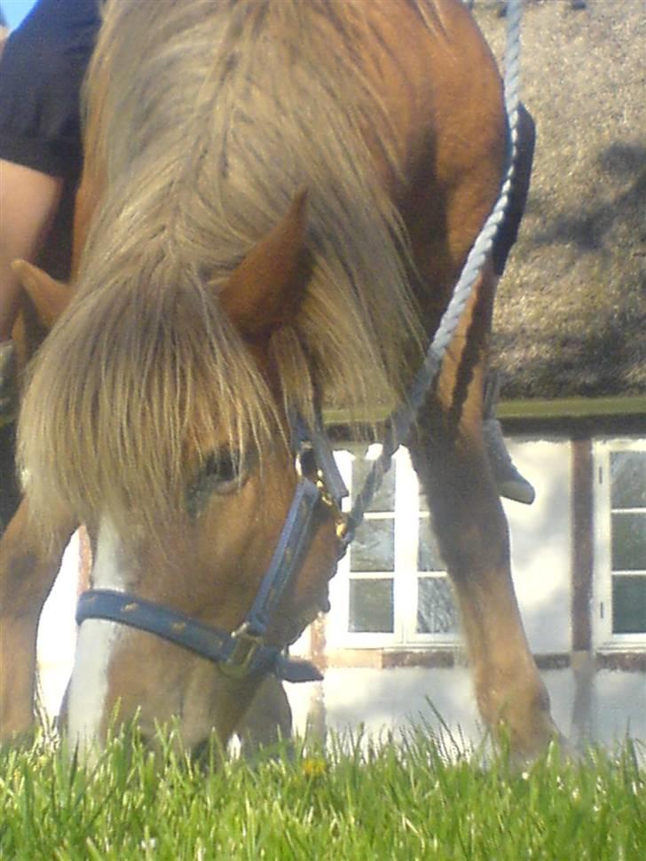 Islænder Darla billede 1