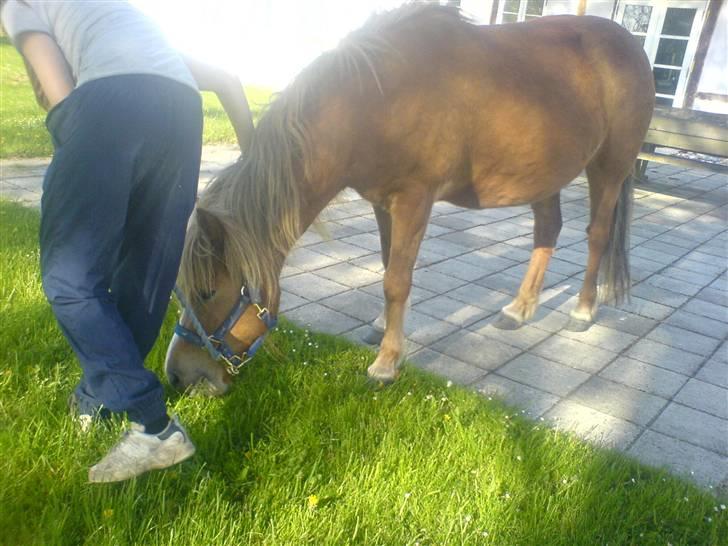 Islænder Darla - Pas på, nu vælter jeg katja:b billede 2