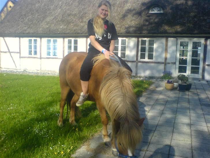 Islænder Darla billede 3