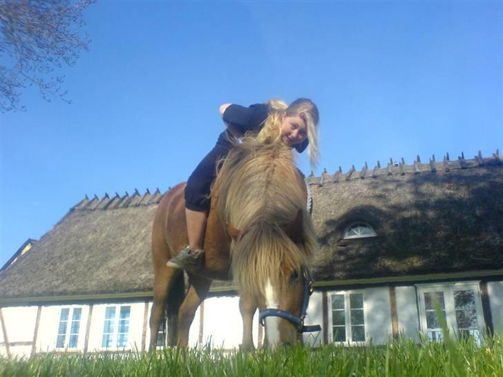 Islænder Darla billede 4