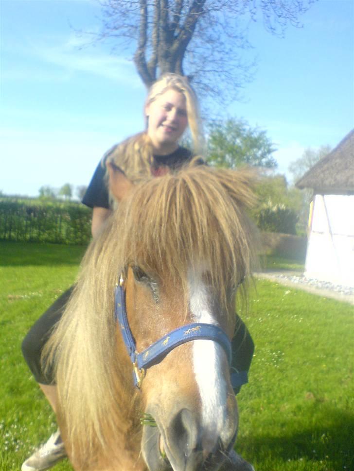 Islænder Darla billede 5