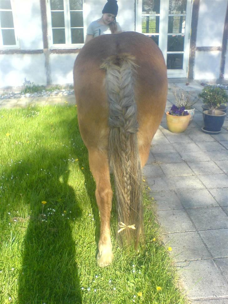 Islænder Darla billede 6