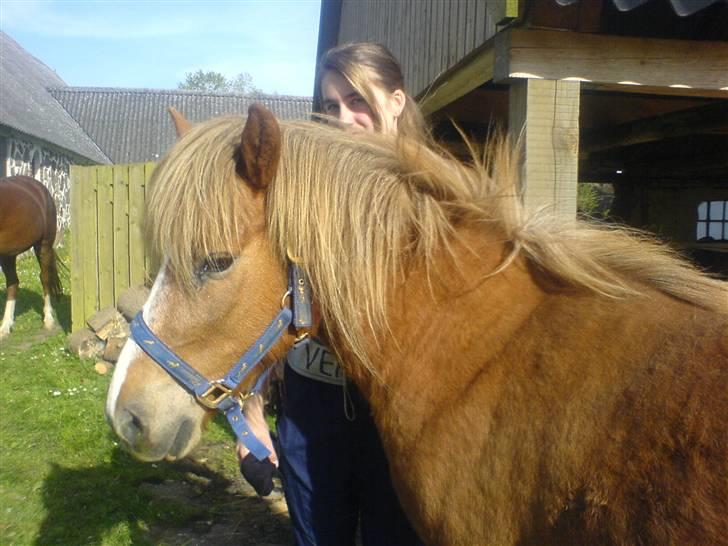 Islænder Darla billede 7