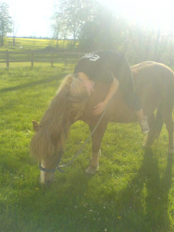 Islænder Darla billede 8