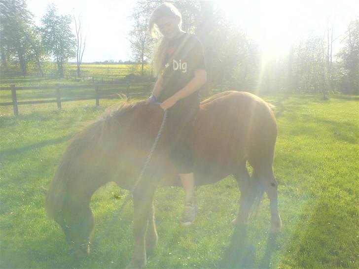 Islænder Darla billede 9