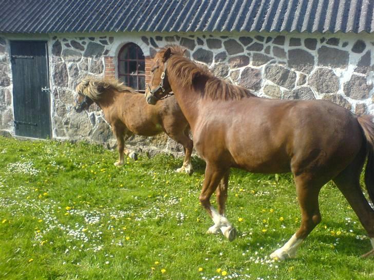 Islænder Darla - aarh Sirocco du må ikke løbe efter hende:b billede 10