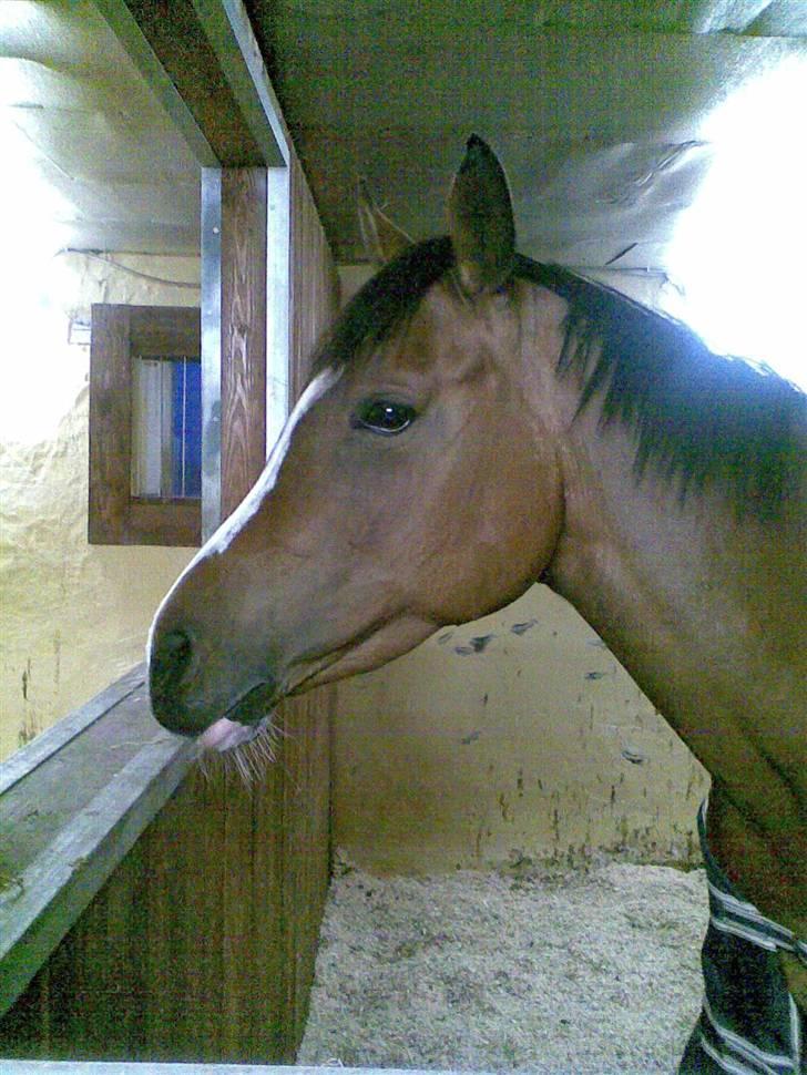 Anglo Araber (AA) Almera Mosebo X SOLGT - i stalden. billede 6