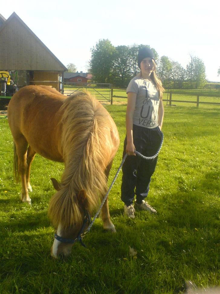 Islænder Darla billede 11