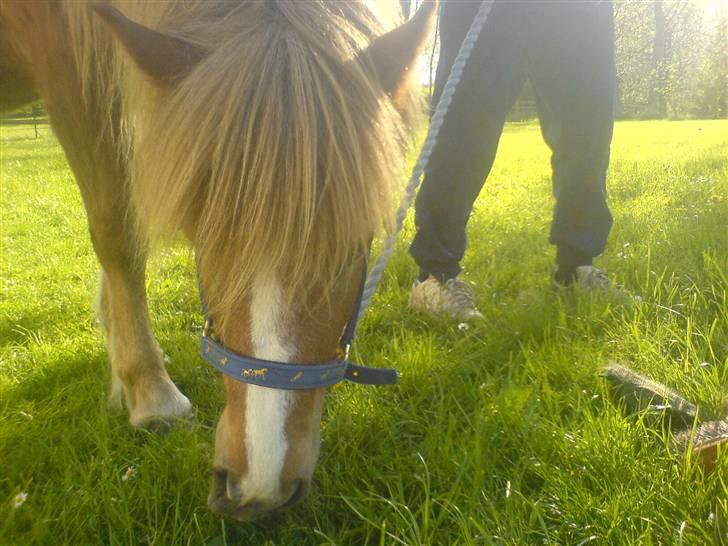 Islænder Darla billede 12