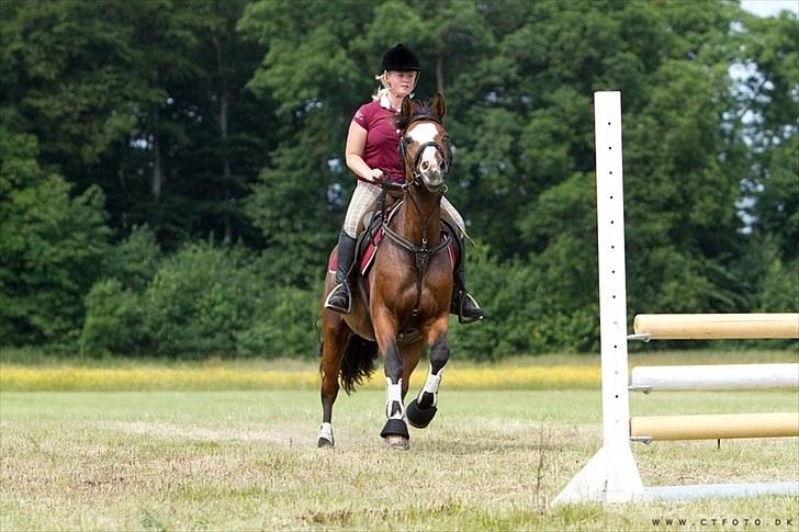 Holstener Queen z R.I.P. 5/1-2012 billede 16