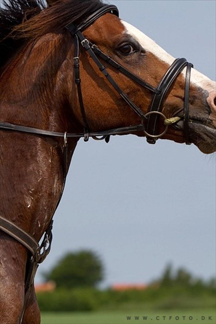 Holstener Queen z R.I.P. 5/1-2012 billede 17