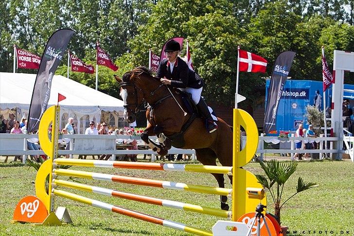 Holstener Queen z R.I.P. 5/1-2012 - fra CHS 2010 billede 18
