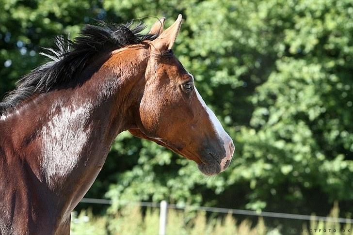 Holstener Queen z R.I.P. 5/1-2012 billede 20