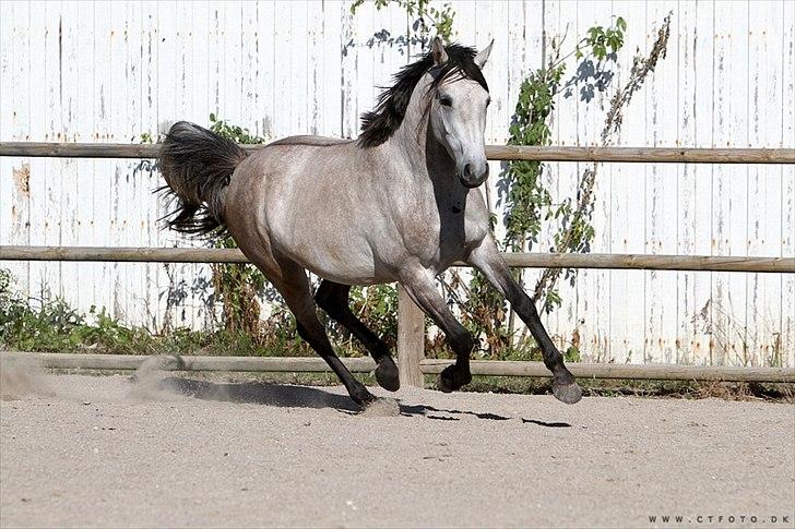 Holstener Qucelli Z R.I.P 24/4-2013 - det min mor og søster billede 18