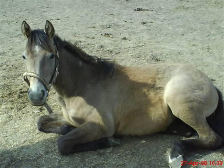 Holstener Qucelli Z R.I.P 24/4-2013 - har meget vokseværk i mine ben billede 19