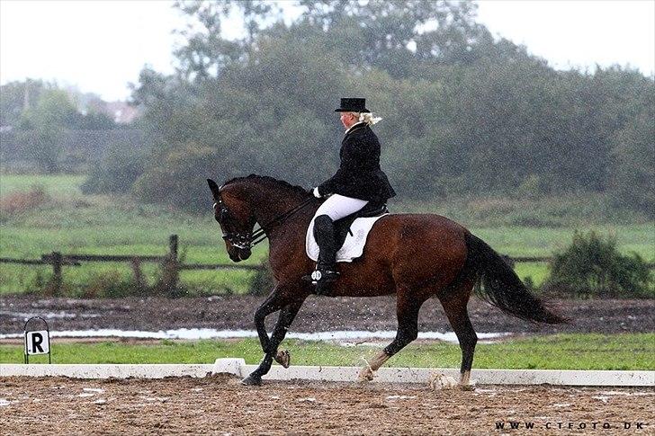 Holstener Cissè Qnego Z - vores første MB0 den 4 sep. 2010 billede 4