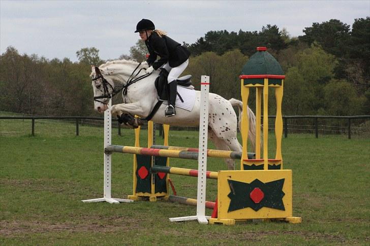 Anden særlig race Rødhætte - LB i VIR d. 8. maj 2010 (foto: mhl-photo) billede 6