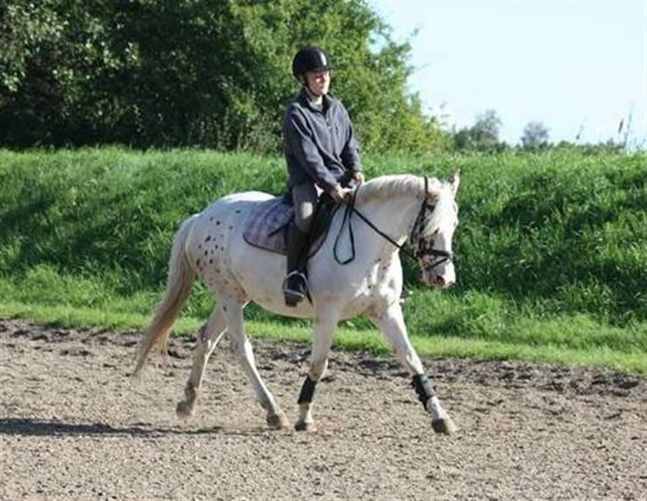 Anden særlig race Rødhætte - September 2009 (foto: Nikoline) billede 8