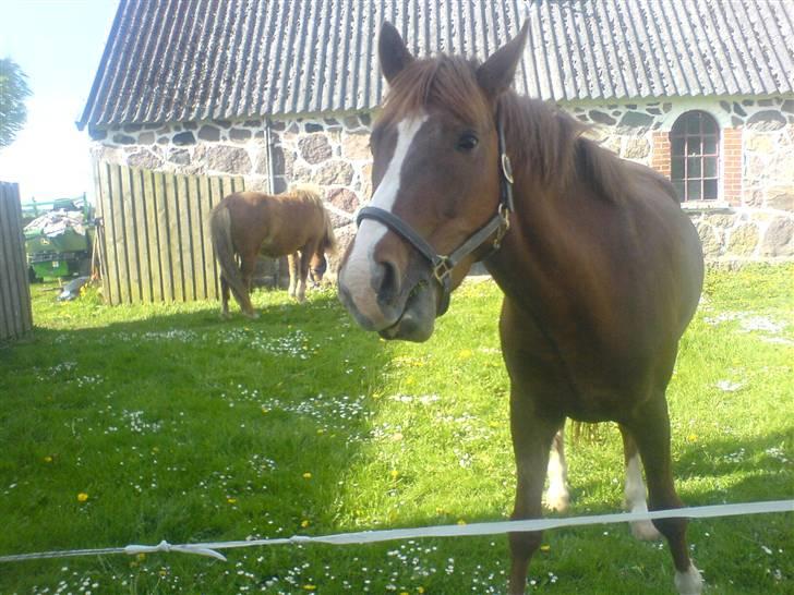 New Forest Sirocco *R.I.P* billede 11