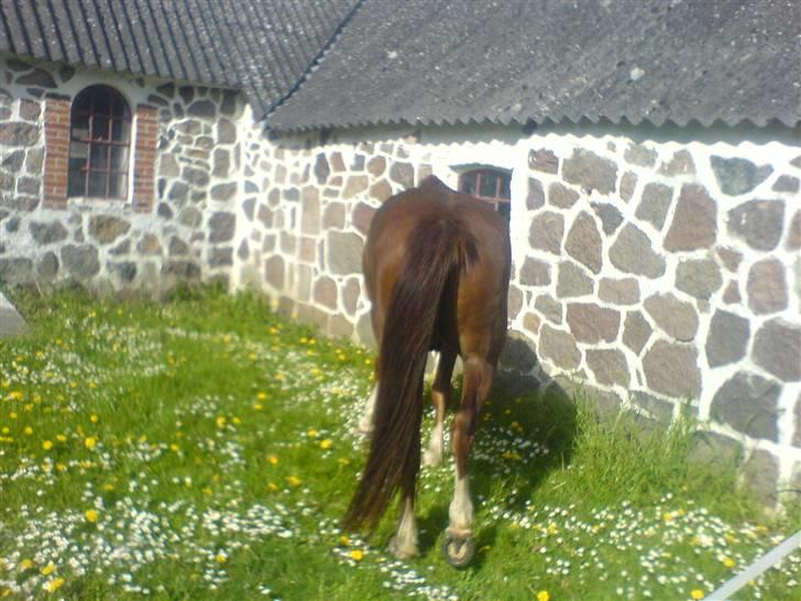 New Forest Sirocco *R.I.P* - lækker numi billede 12