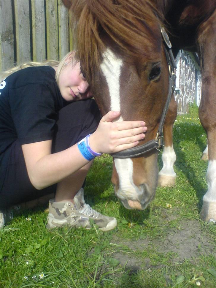 New Forest Sirocco *R.I.P* billede 13