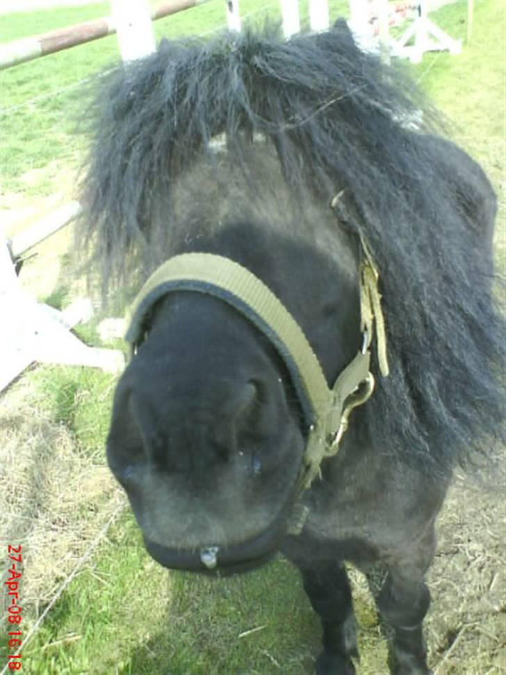 Shetlænder bob. solgt billede 1