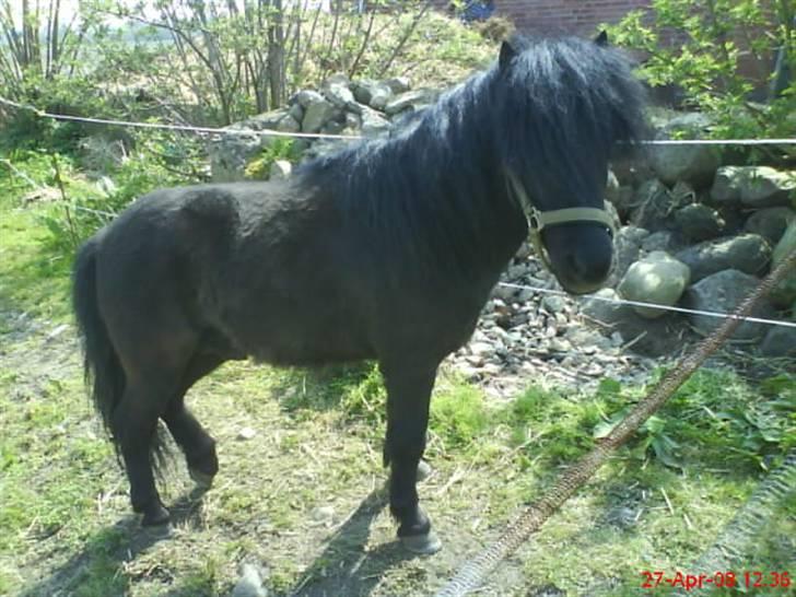 Shetlænder bob. solgt - har lige fået ham billede 2