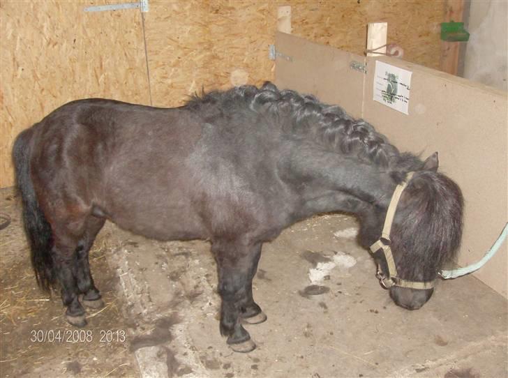 Shetlænder bob. solgt - har lige fået ham billede 3
