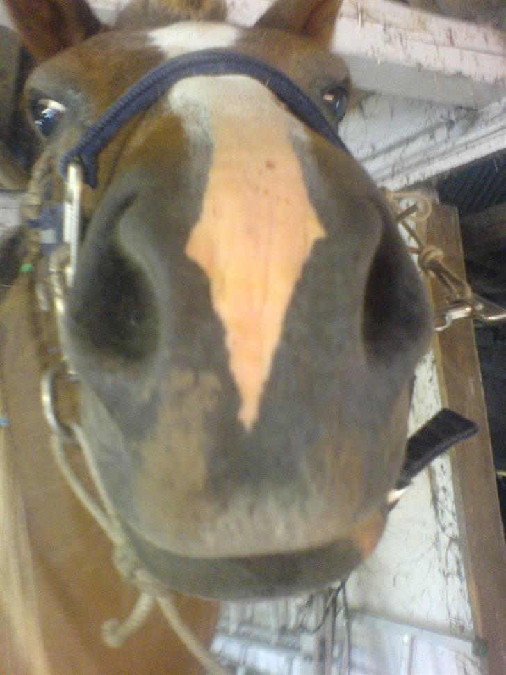 Islænder Darla billede 13