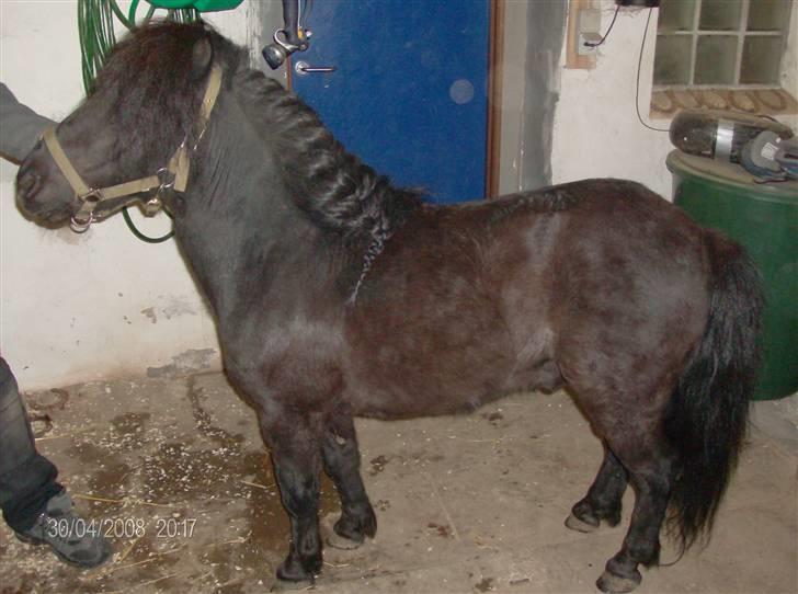 Shetlænder bob. solgt - har lige fået ham billede 4