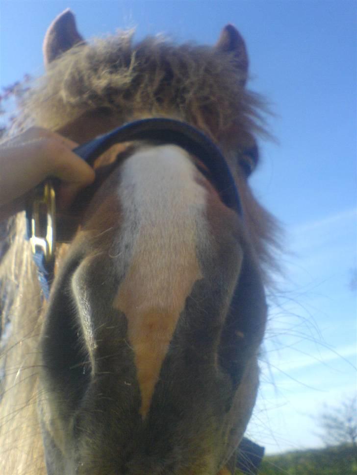 Islænder Darla billede 14