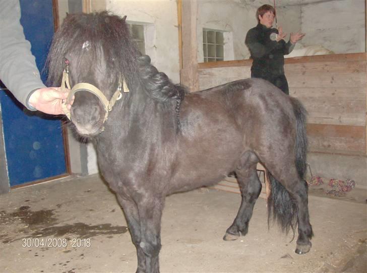 Shetlænder bob. solgt - har lige fået den lille mand billede 5