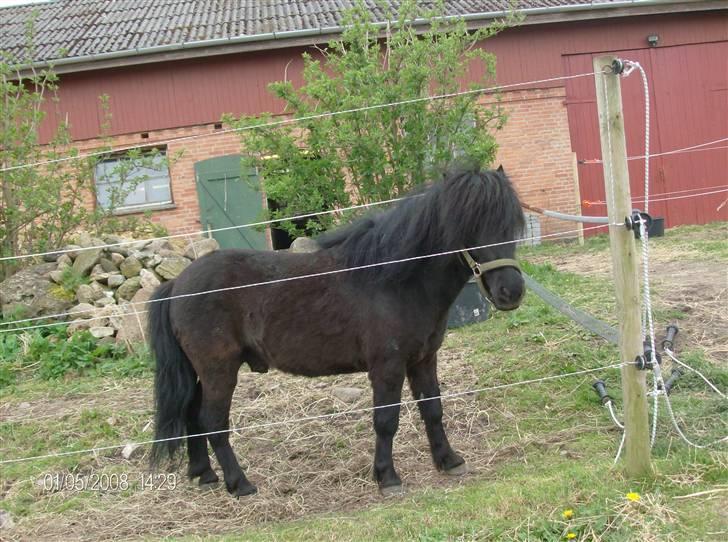 Shetlænder bob. solgt billede 6
