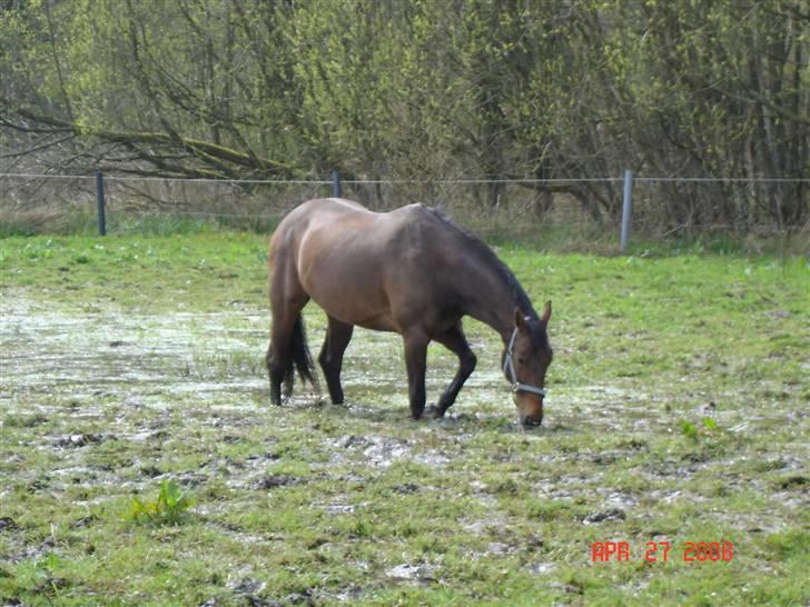 Anden særlig race Romeo R.I.P. - Sjask sjask billede 8