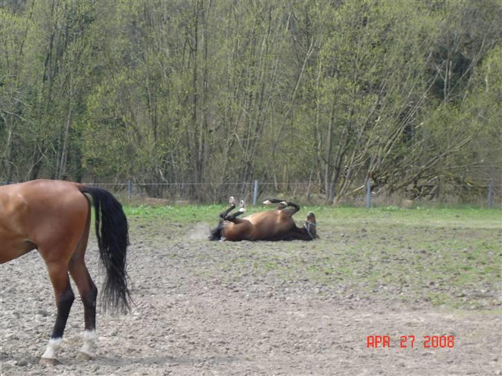 Anden særlig race Romeo R.I.P. - En god rulletur billede 9