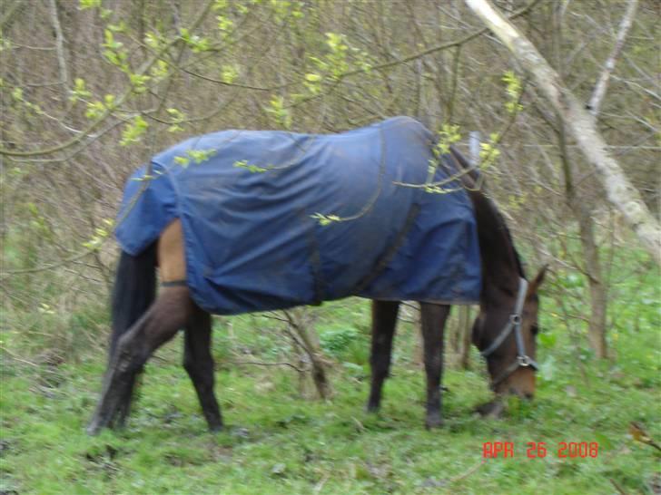 Anden særlig race Romeo R.I.P. - Smuk i naturen billede 10
