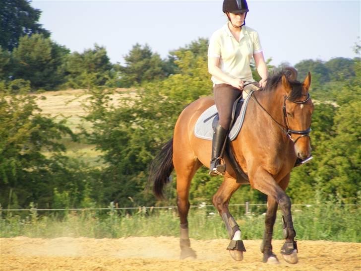 Anden særlig race Romeo R.I.P. - Dressur igen billede 11