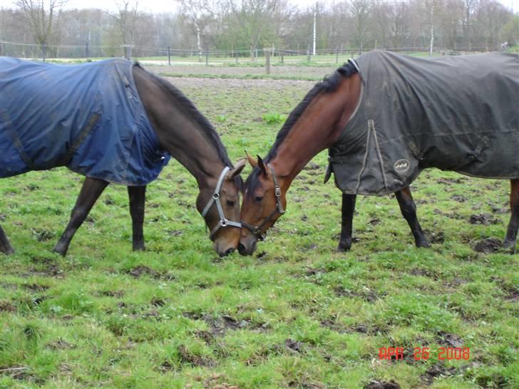 Anden særlig race Romeo R.I.P. - På fold med Furures Wind billede 12