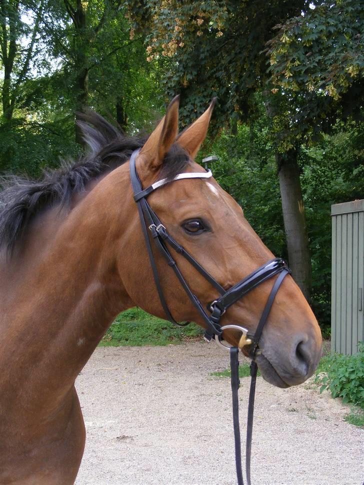 Anden særlig race Romeo R.I.P. - Med lak på næsen, OS i panden og vind i håret kan man bare ikke blive mere lækker. billede 13