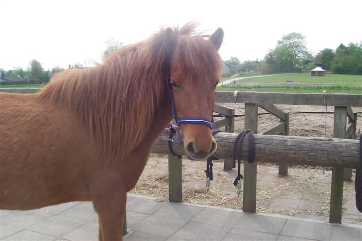 Islænder Kylja <3 Miss ya' <3 - Hej :D Foto: Mig billede 3