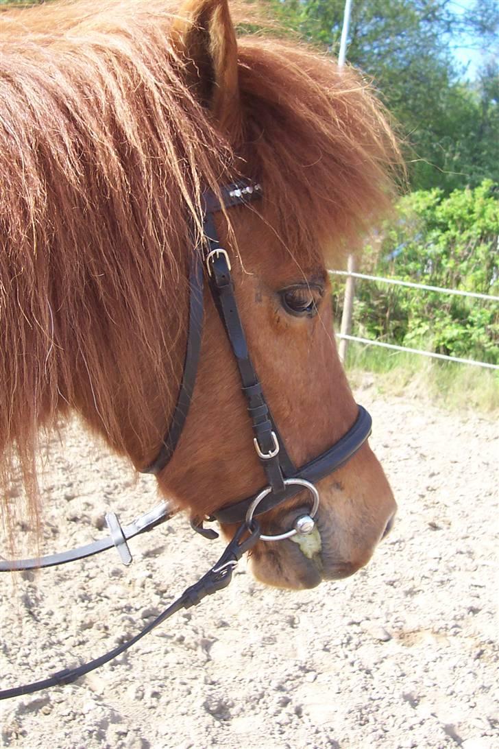 Islænder Kylja <3 Miss ya' <3 - Kylja er træt efter arbejde Foto: mig billede 4