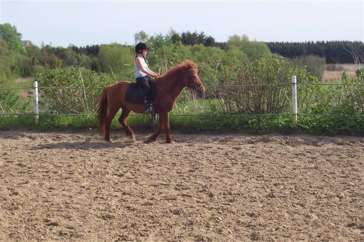 Islænder Kylja <3 Miss ya' <3 - Rider  foto: Anja miin billede 5