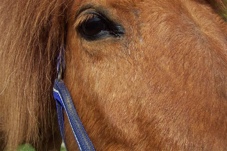 Islænder Kylja <3 Miss ya' <3 - Hendes smukke øje Foto: Mig billede 6