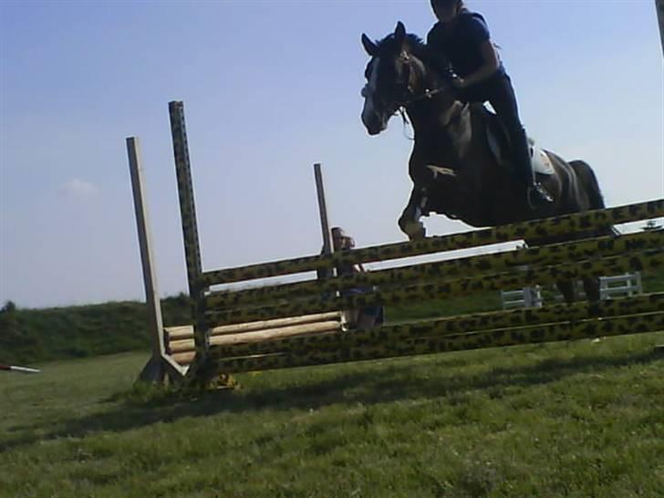 Anden særlig race Irish image SOLGT :'( billede 11