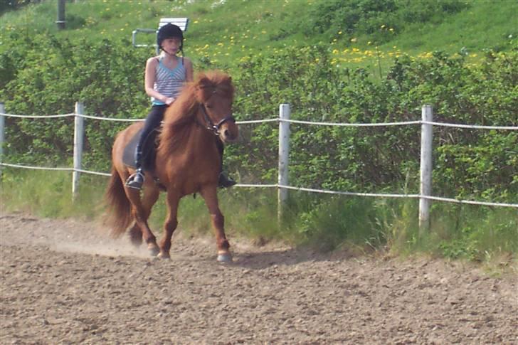 Islænder Kylja <3 Miss ya' <3 - Rider :) foto: Anja miin billede 7