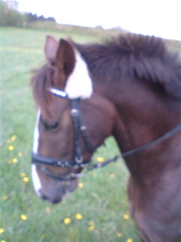 Anden særlig race Irish image SOLGT :'( billede 12