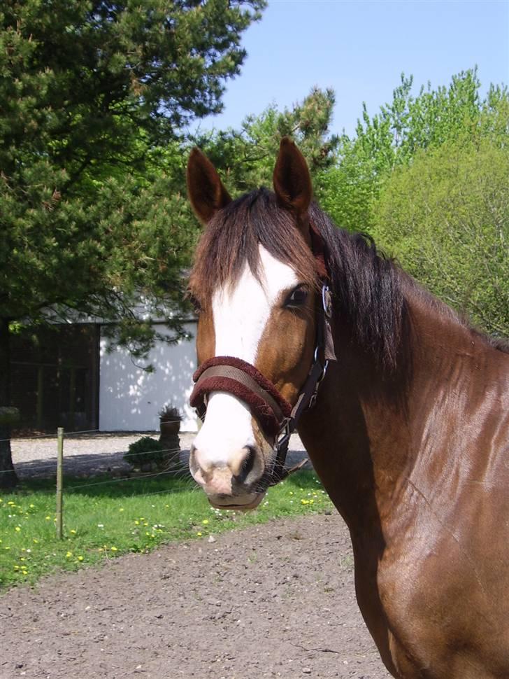 Anden særlig race Bounty SOLGT!  billede 15