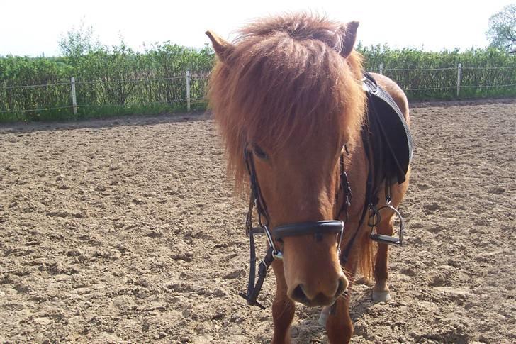 Islænder Kylja <3 Miss ya' <3 - Kylja slapper af billede 10