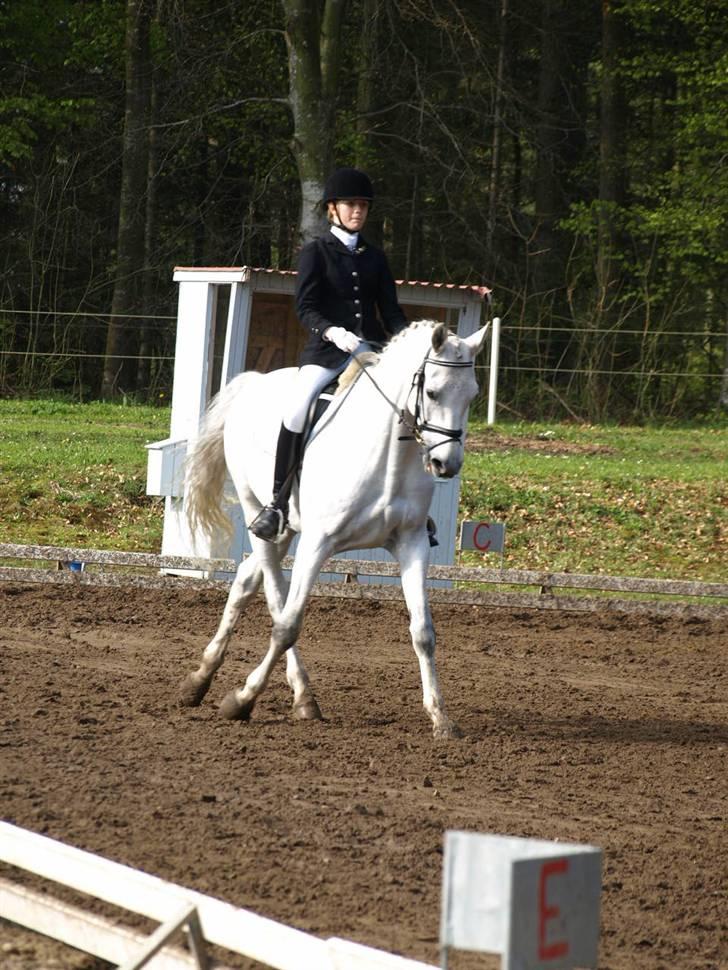 Dansk Varmblod Laiduc Attrup - Schenkelvigning LA2 Morsø 08 (foto: Sofie Slot) billede 14